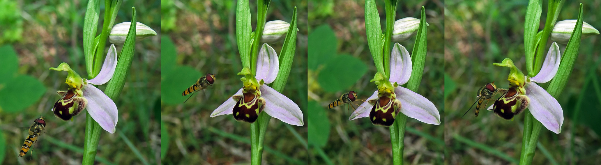 Apifera