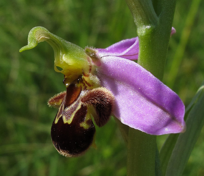 Apifera