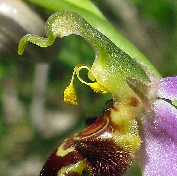 Apifera