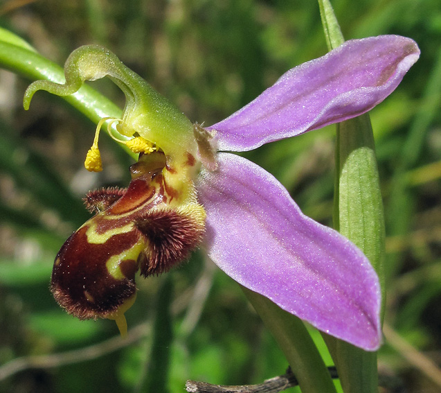 Apifera