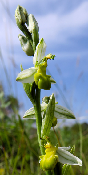 Chlorantha1