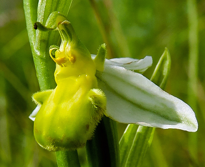 Chlorantha4