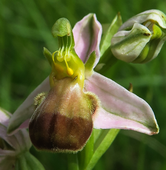 Apifera