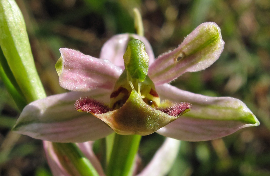 Apifera