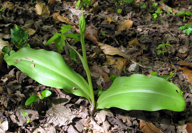 Bifolia0