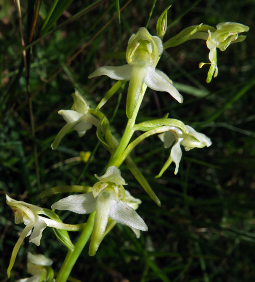 Chlorantha9