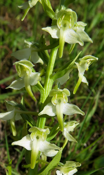 Chlorantha4a