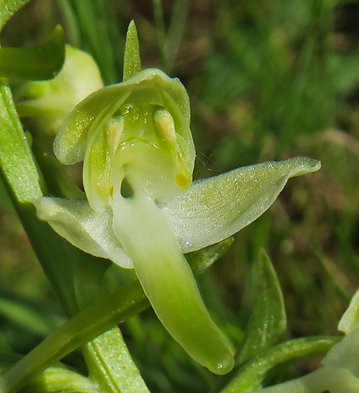 Chlorantha9
