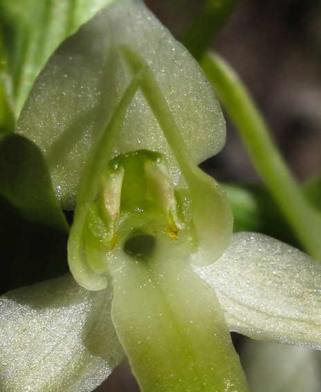 Chlorantha5