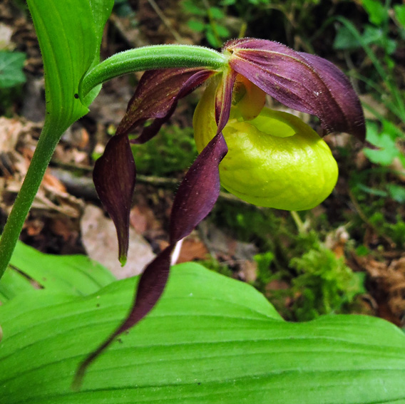 Cypripedium13