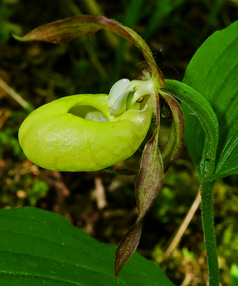 Cypripedium15