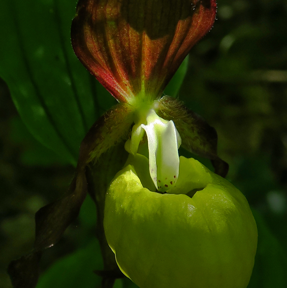 Cypripedium16