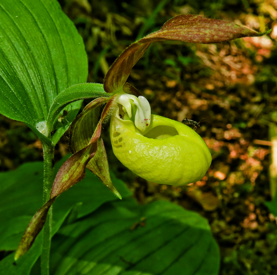 Cypripedium14