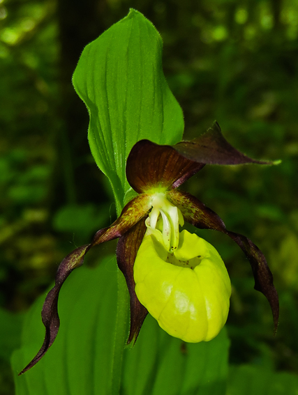 Cypripedium10