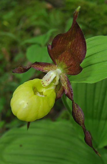 Cypripedium19