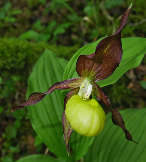 Cypripedium18