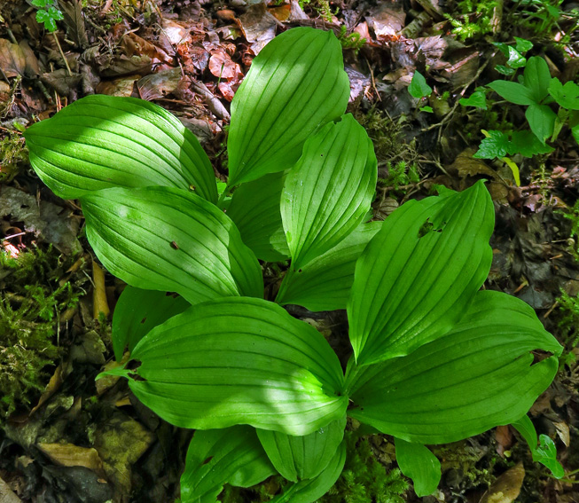 Cypripedium17