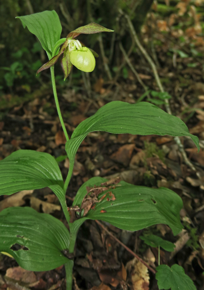 Cypripedium1