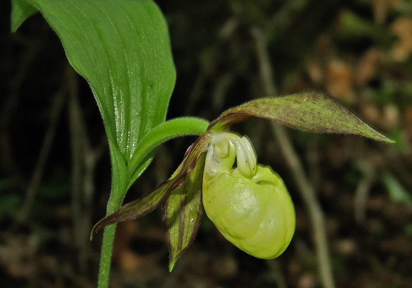 Cypripedium6