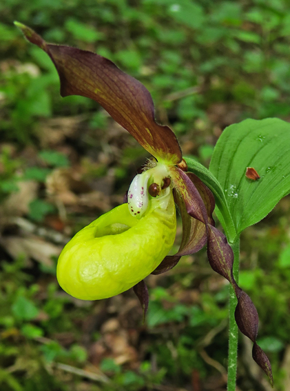 Cypripedium9