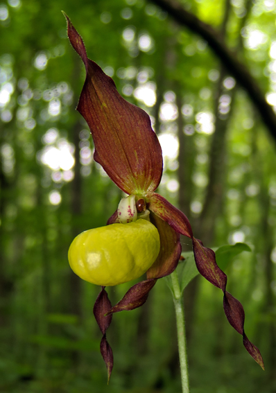 Cypripedium6a