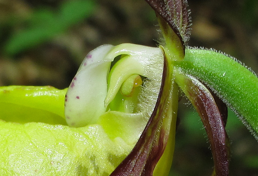 Cypripedium8