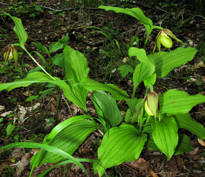 Cypripedium0a