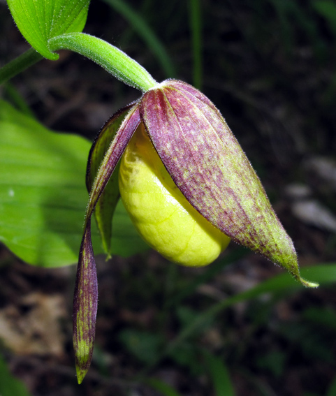 Cypripedium2a