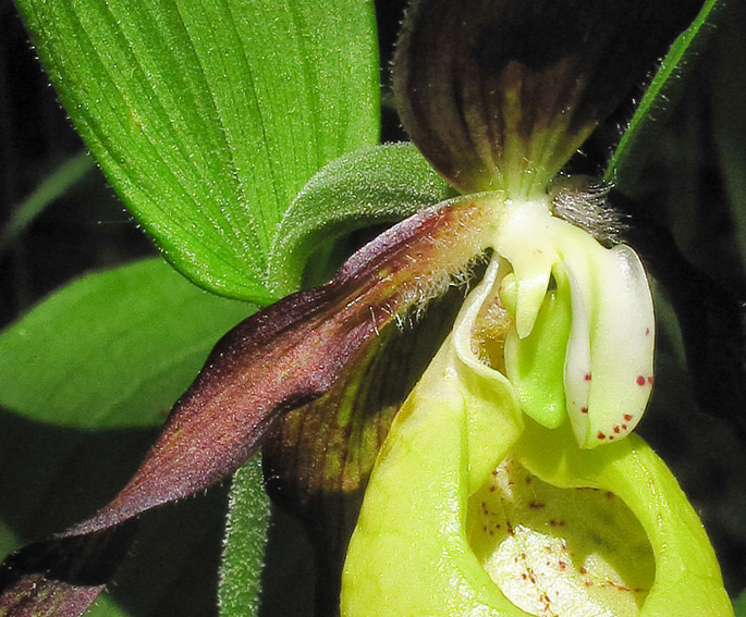 Cypripedium11