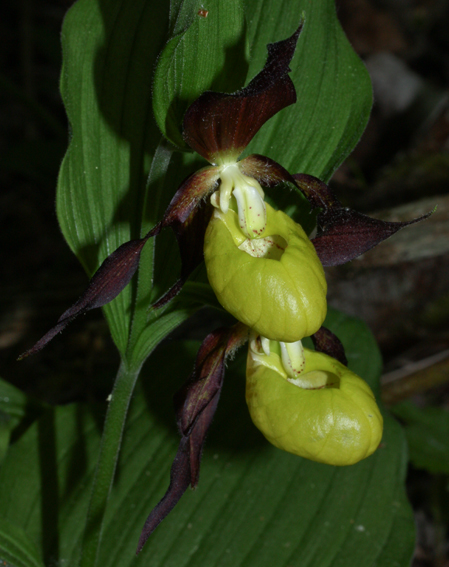 Cypripedium5