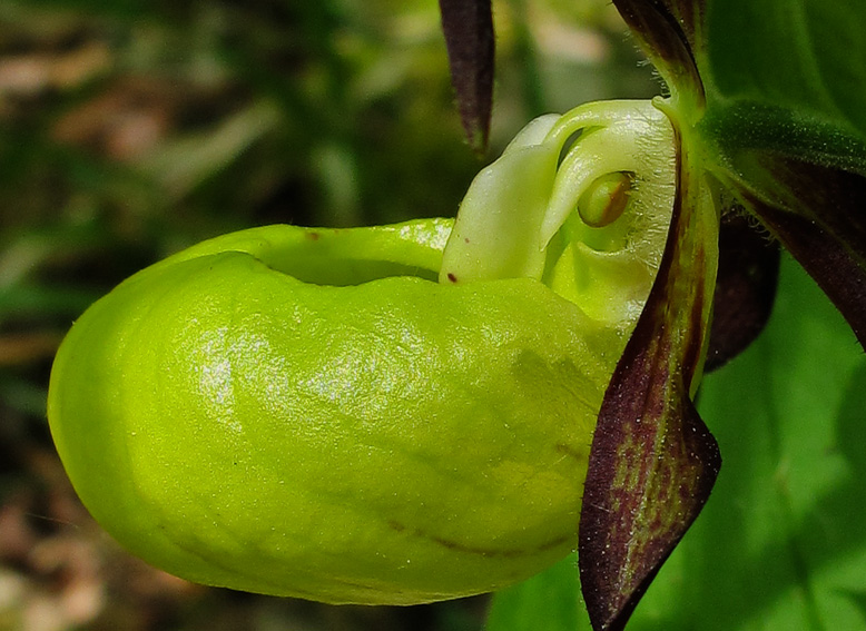 Cypripedium7