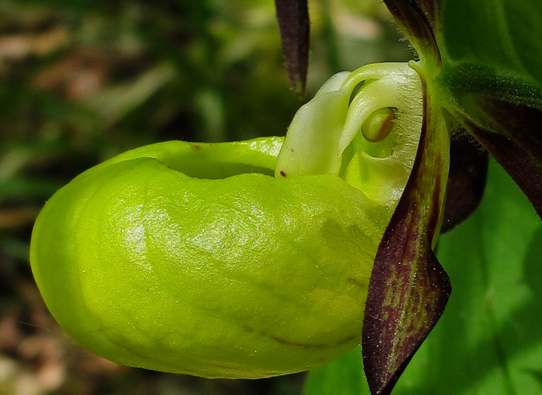 Cypripedium7