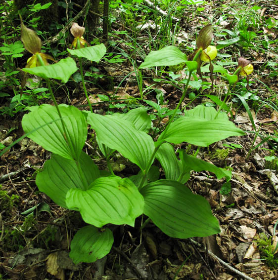 Cypripedium12