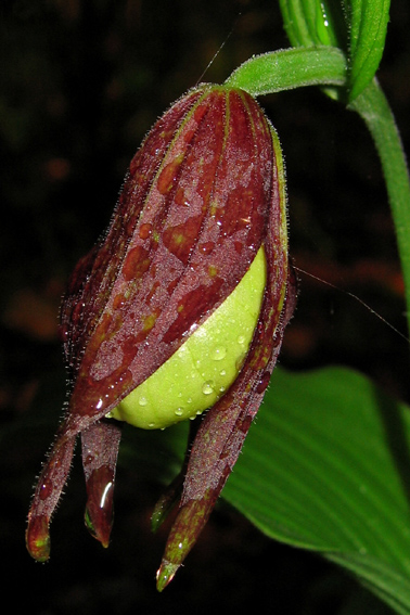 Cypripedium2