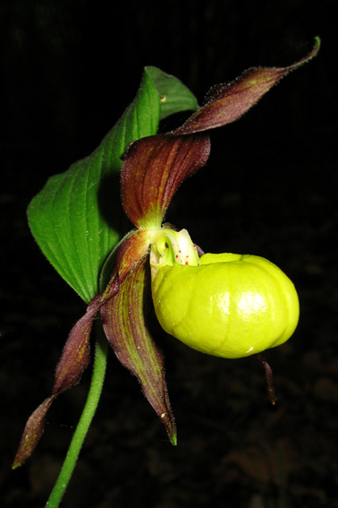 Cypripedium4