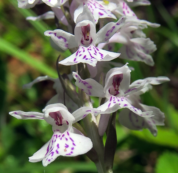 Fuchsii5
