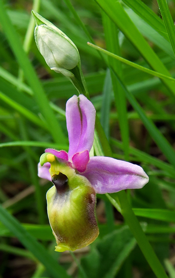 Fuciflora11a