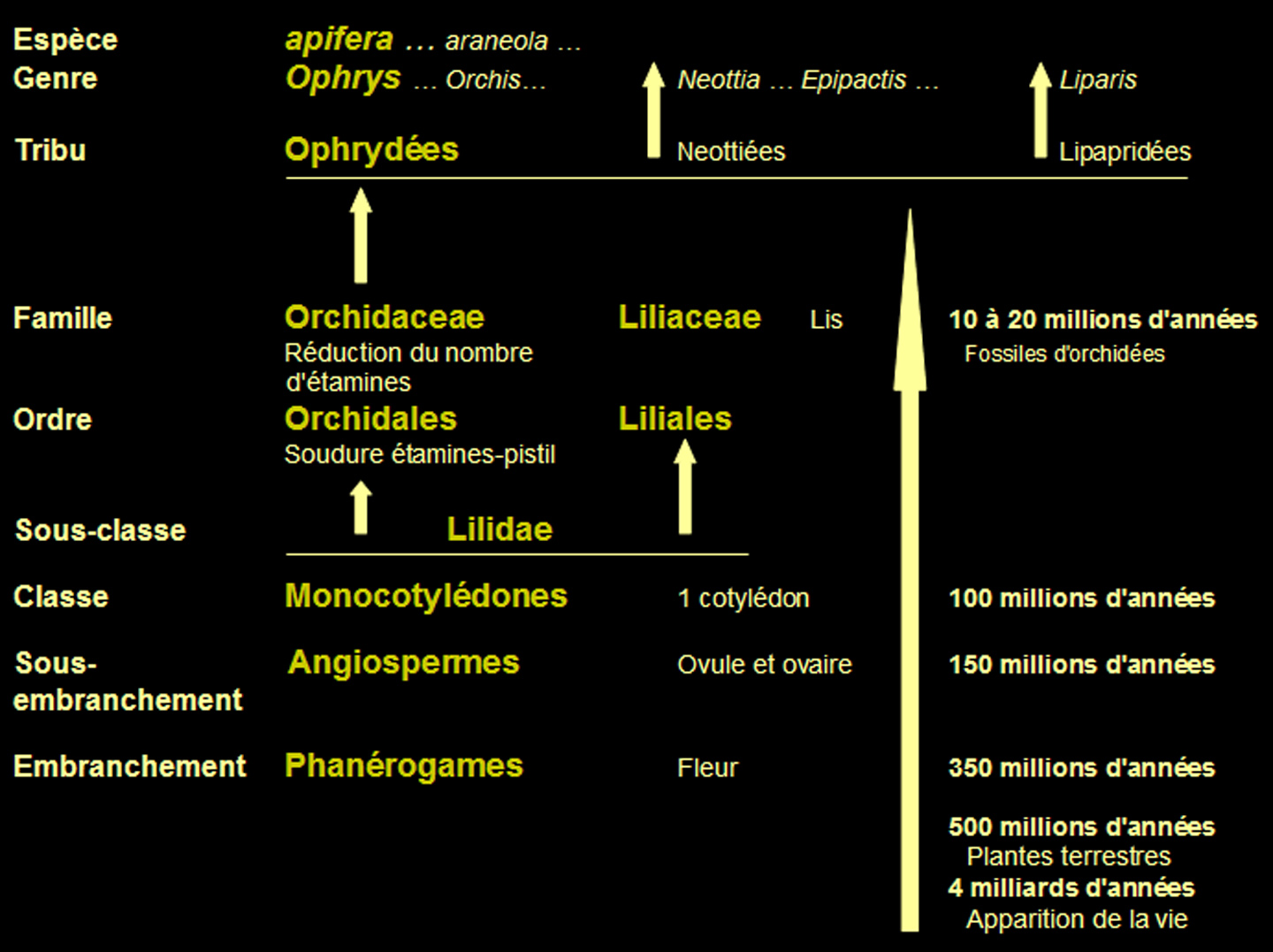 Classification