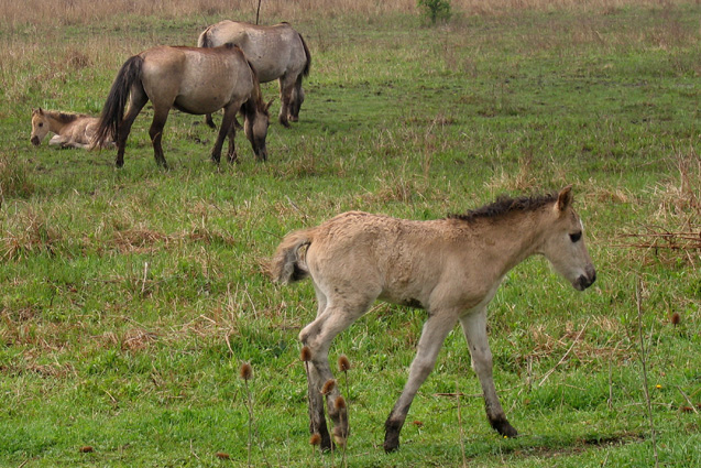 Konikpolski