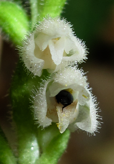 Goodyera5