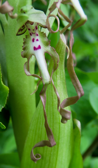 Himantoglossum2