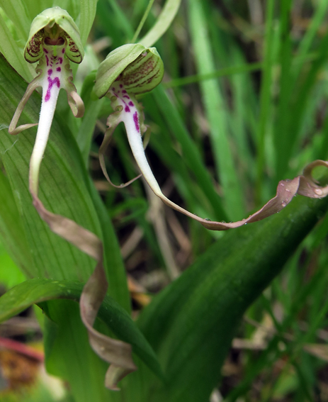 Himantoglossum14