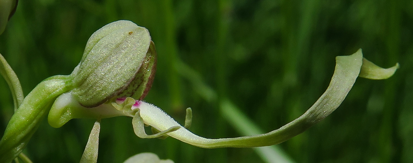 Himantoglossum4