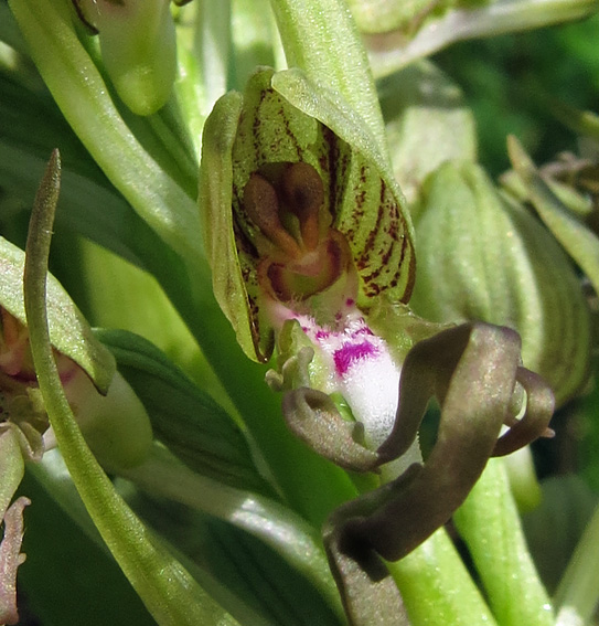 Himantoglossum9