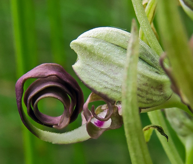 Himantoglossum12