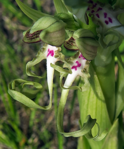 Himantoglossum15