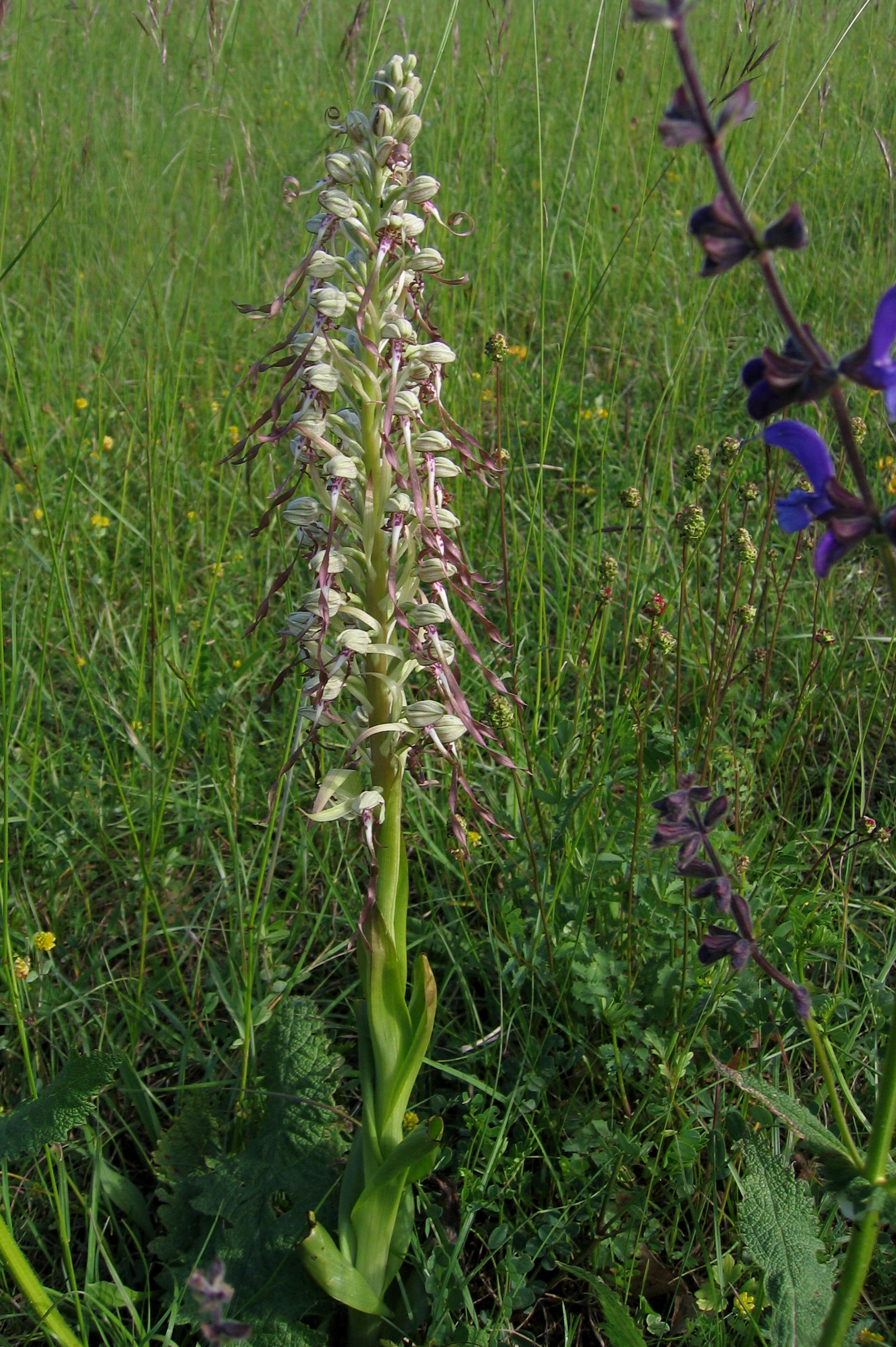 Himantoglossum1