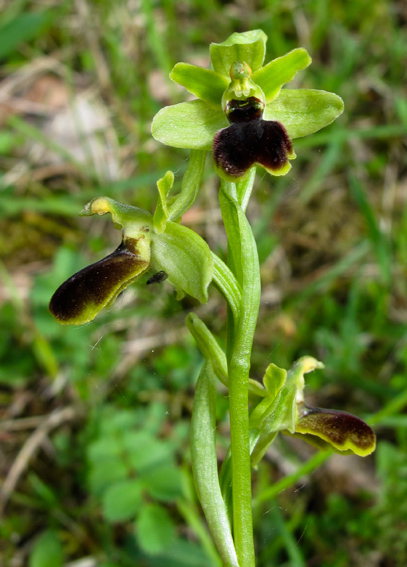 Hybophrys3