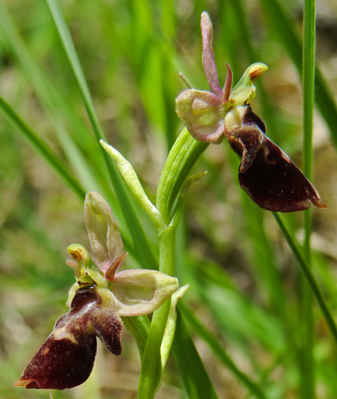 devenensis6