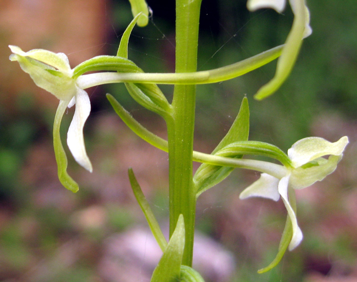 Platanthera